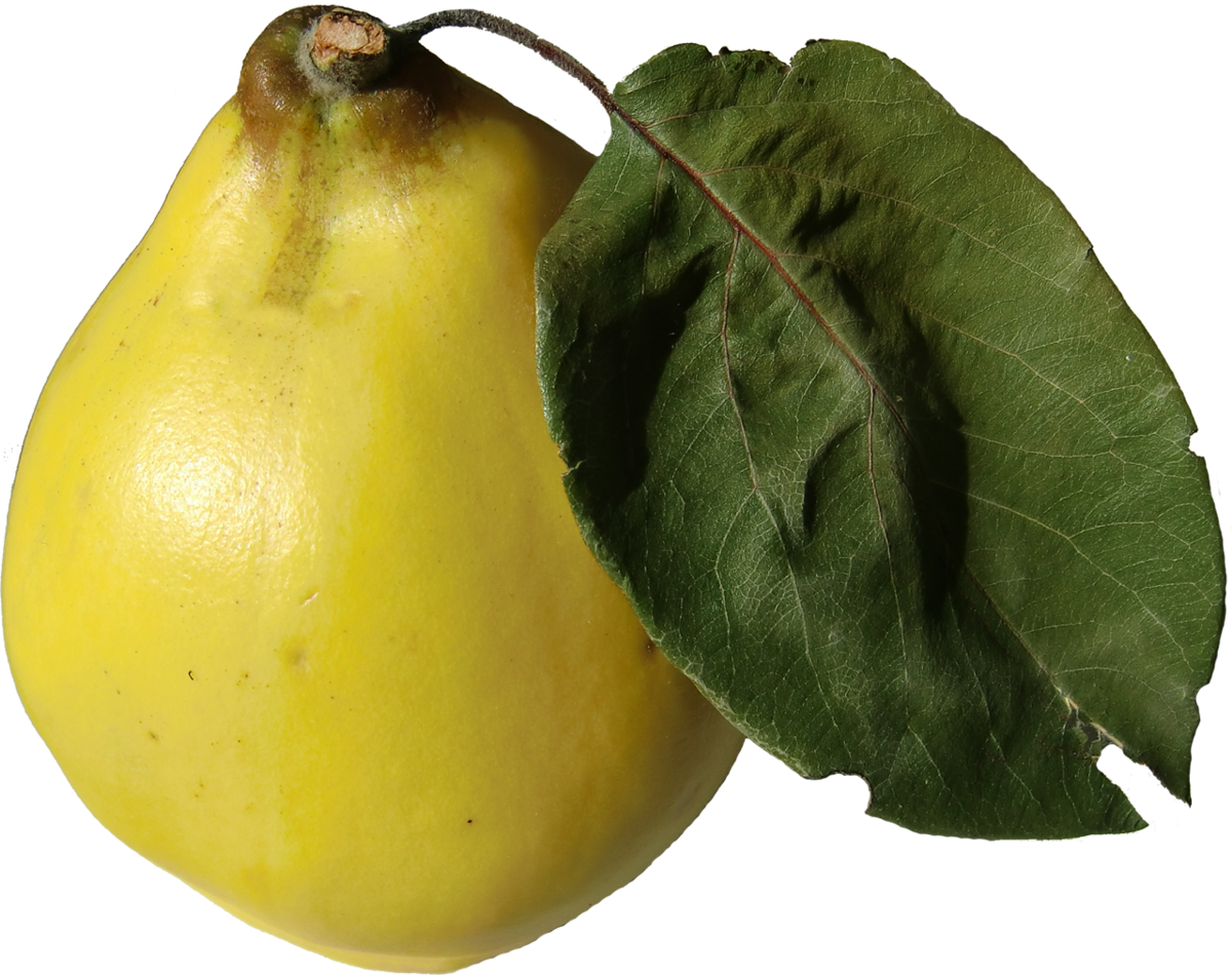 Айва