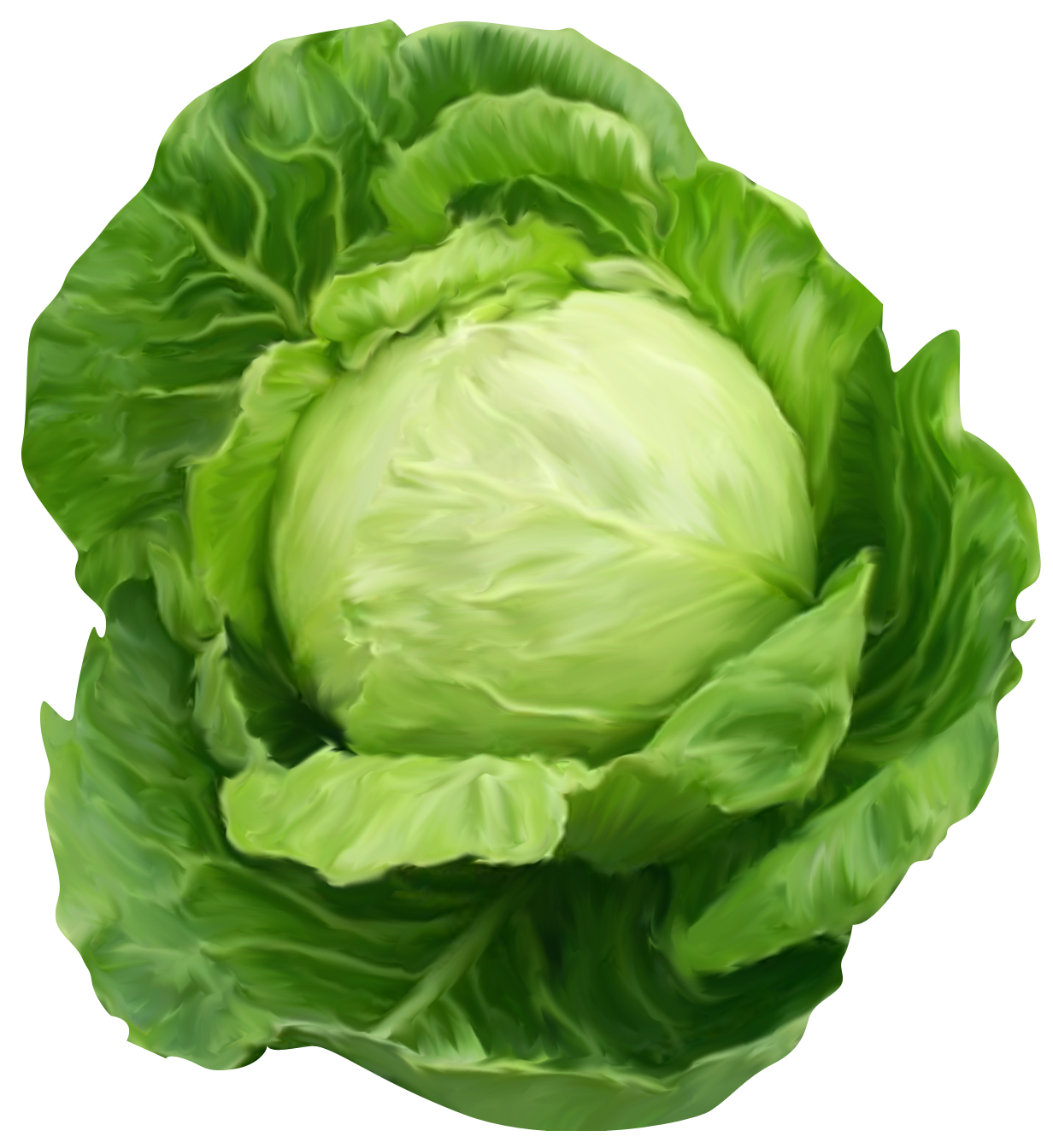 Капуста